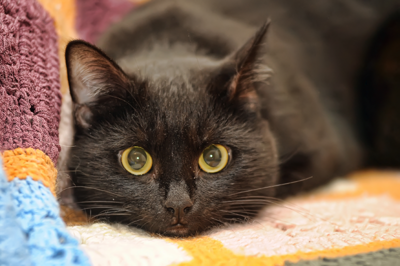 Black Cat on a Colorful Rug