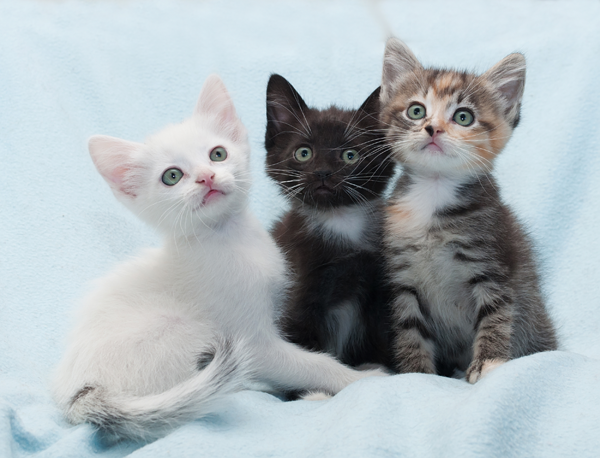 Three Multi Colored Kittens sitting together