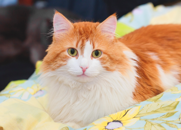 Orange and White Long Hair Cat on Yellow Blanket