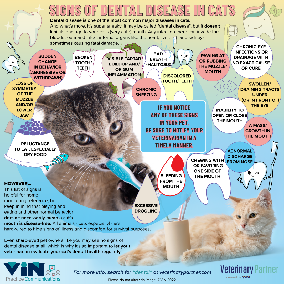 Signs of Dental Disease in Cats - Chart