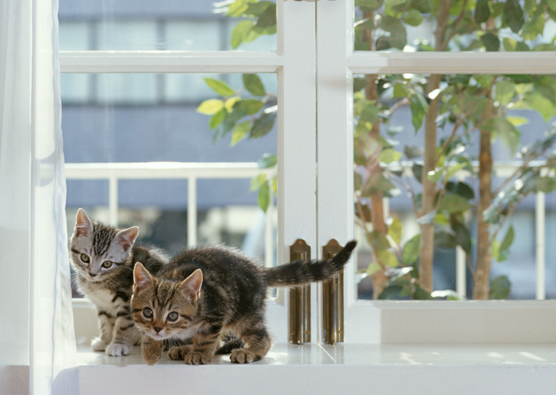 Two Kittens Playing Next to Window
