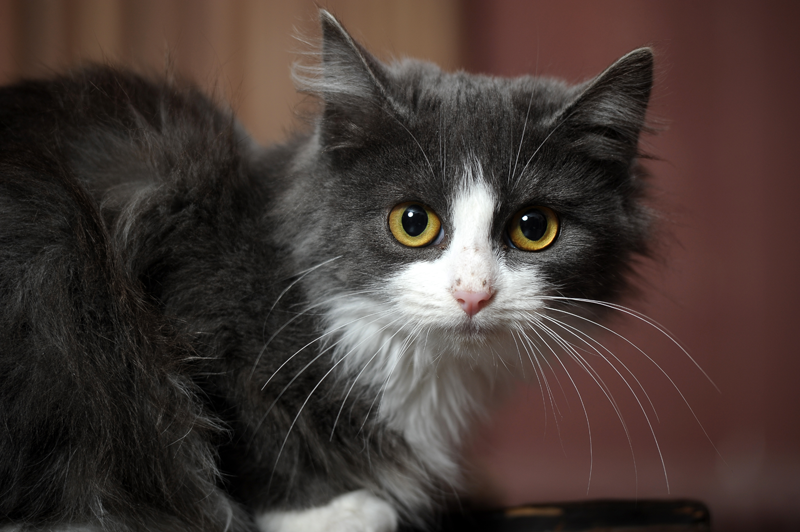 Grey and White Cat with Yellow Eyes Looking at the Camera