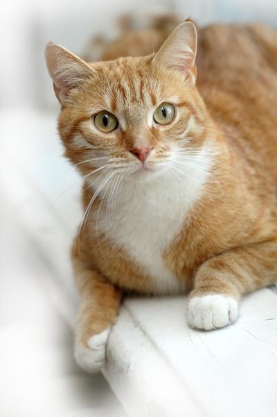 Orange Cat with Green Eyes on White Blanket