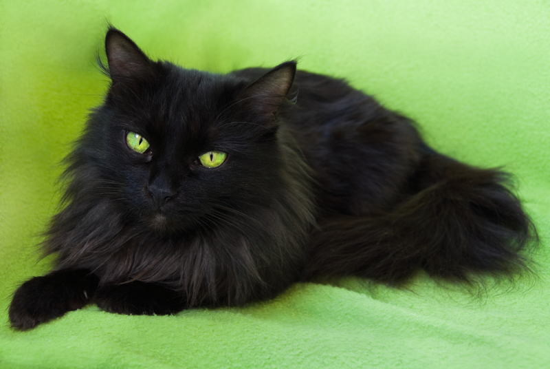Black Medium Hair Cat with Green Eyes on Green Blanket