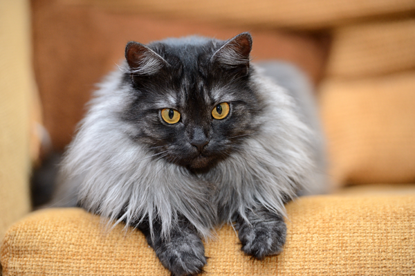 Gray Cat With Orange Eyes Sitting on Orange Couch