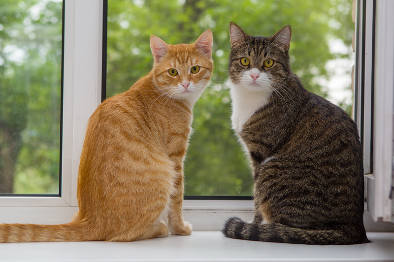 Two Multicolored Cats Sitting Next to Window