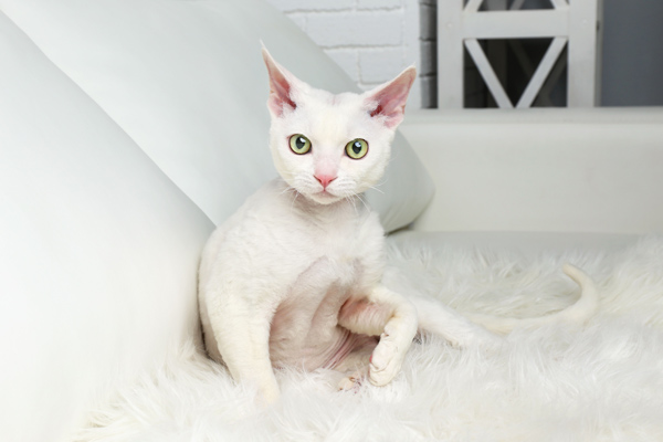 White Cat on White Fur Rug