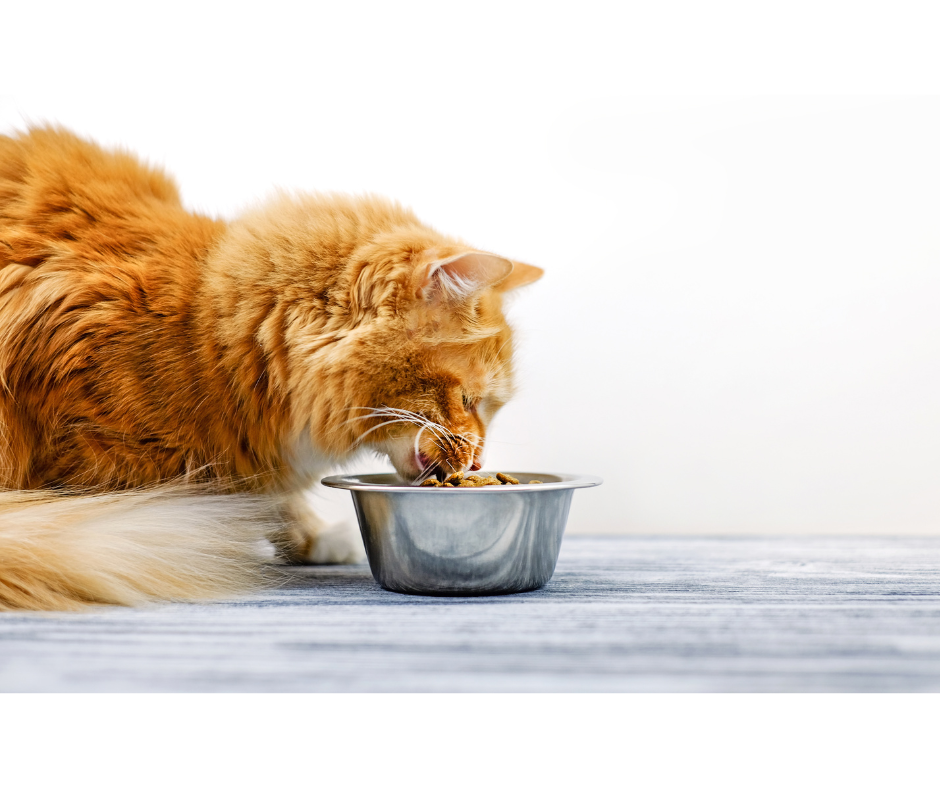 Orange Cat Eating Dry Food