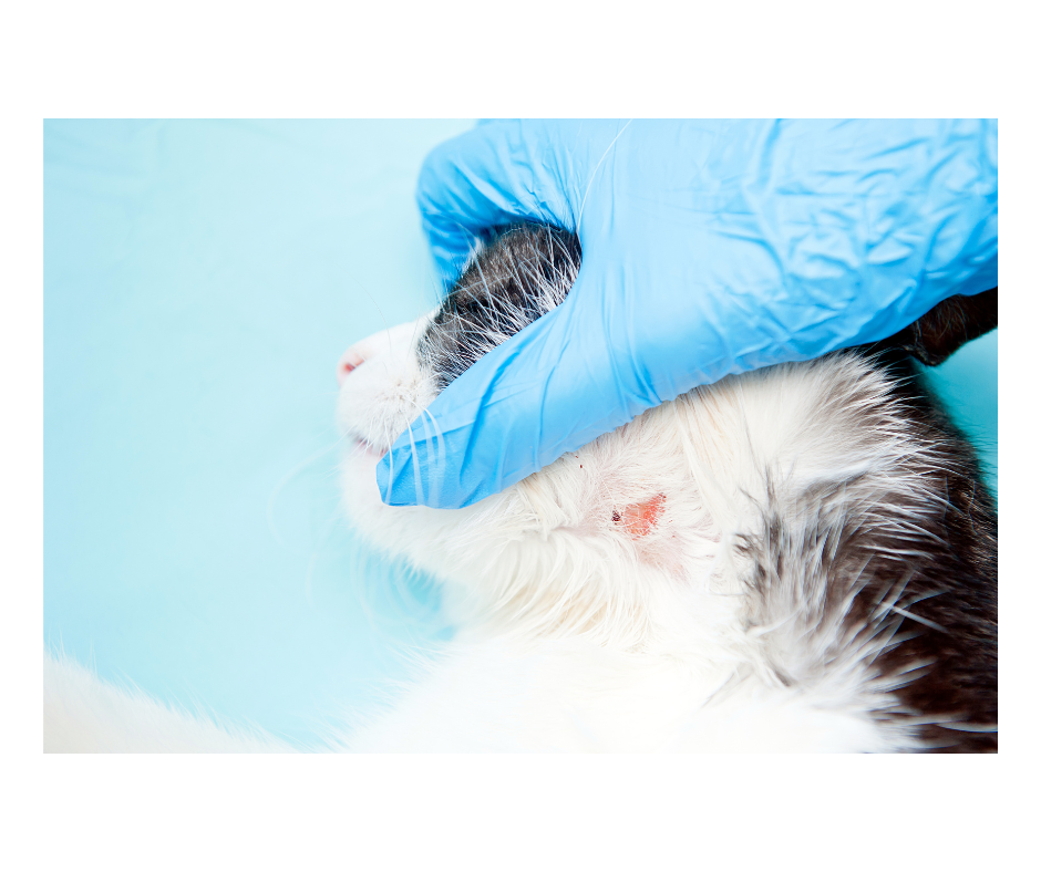 Cat with skin lesion being examined