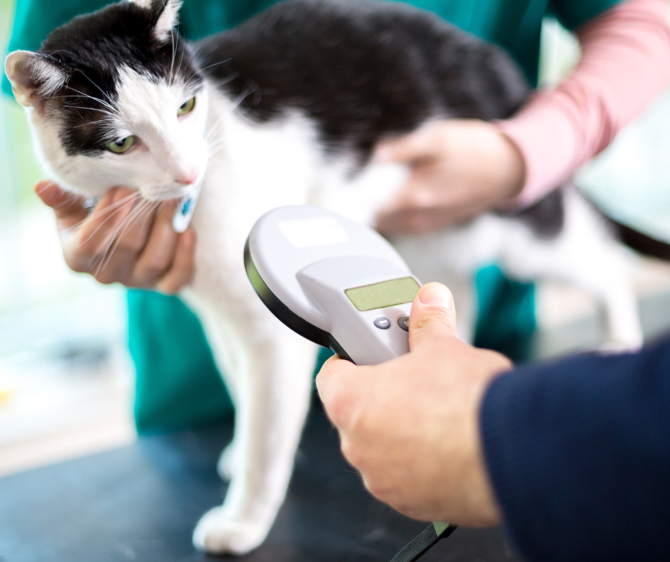 Checking cat for microchip